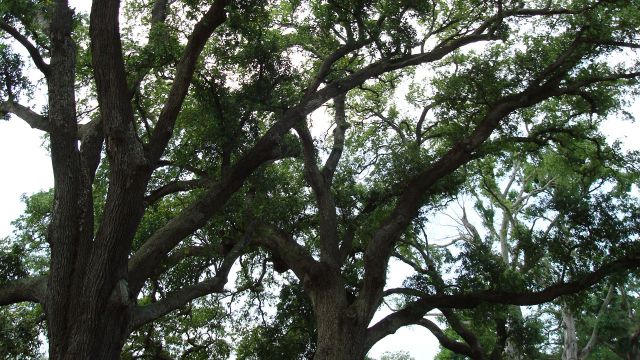 New Orleans Plantations New Orleans Plantations