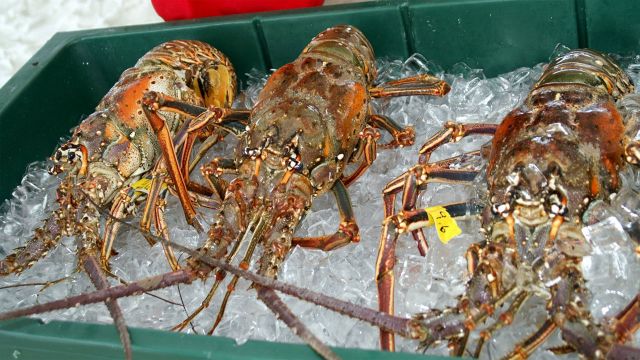 Schooners' Annual LobsterFest Schooners' Annual LobsterFest