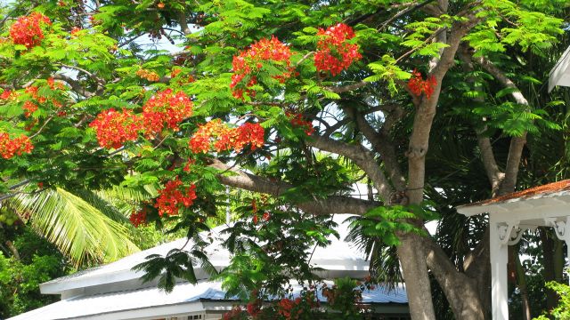 Tranquility & History Blossom in Key West Tranquility & History Blossom in Key West