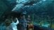 Shark Tank at Ripley's Aquarium - Did You Know? Shark Tank at Ripley's Aquarium - Did You Know?