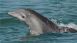 Physical Attributes of Dolphins - Kids on the Coast Physical Attributes of Dolphins - Kids on the Coast