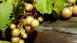 Duplin Winery Wine Tip - Muscadine Wines Duplin Winery Wine Tip - Muscadine Wines