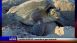 Sea Turtle Nesting Season - Local News Sea Turtle Nesting Season - Local News
