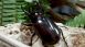 Audubon Butterfly Garden and Insectarium Audubon Butterfly Garden and Insectarium