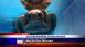 Gulfarium Marine Adventure Park - Local News Gulfarium Marine Adventure Park - Local News