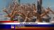 Mote Marine Laboratory - Local News Mote Marine Laboratory - Local News