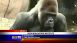 Audubon Zoo - Local News Audubon Zoo - Local News