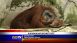 Audubon Zoo - Local News Audubon Zoo - Local News