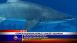 Georgia Aquarium, World's Largest Aquarium - Local News Georgia Aquarium, World's Largest Aquarium - Local News