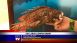 Key Largo Lionfish Derby - Local News Key Largo Lionfish Derby - Local News