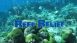 Reef Relief Reef Relief