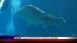 Whale Shark Feeding at the Georgia Aquarium - Local News Whale Shark Feeding at the Georgia Aquarium - Local News