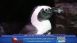 Conservation and Research Programs at the Georgia Aquarium - Local News Conservation and Research Programs at the Georgia Aquarium - Local News