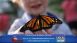 Flying Colors Butterfly Festival - Local News