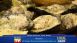 Wintzell's Oyster House - Dining Tip Wintzell's Oyster House - Dining Tip