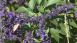 Local Color - What's Blooming this Fall? Local Color - What's Blooming this Fall?