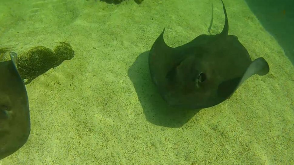 Allen McDowell from Gulfarium Marine Adventure Park - Did You Know?