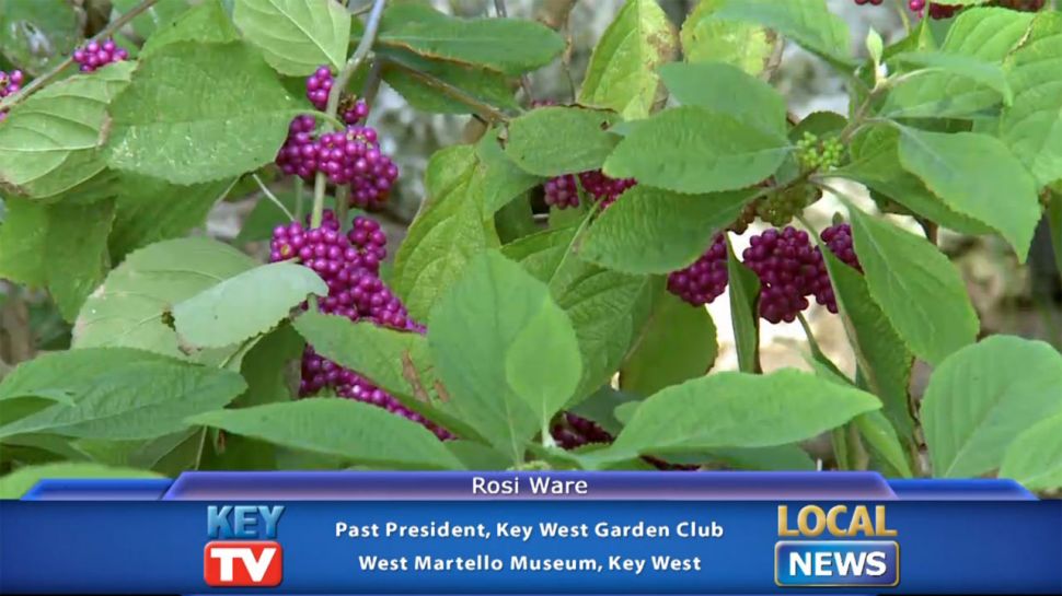 West Martello and Key West Garden Club - Local News