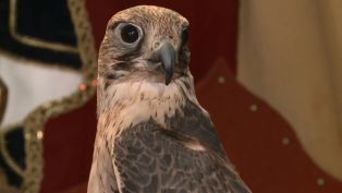 Falconry at Medieval Times - Spotlight Falconry at Medieval Times - Spotlight