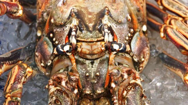 Florida Keys Lobster Season Florida Keys Lobster Season
