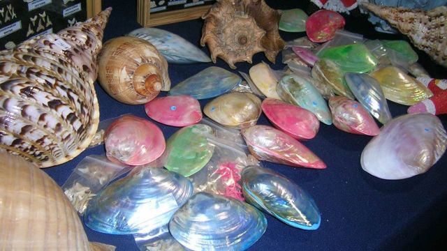 Gulf Coast Shell Show Gulf Coast Shell Show