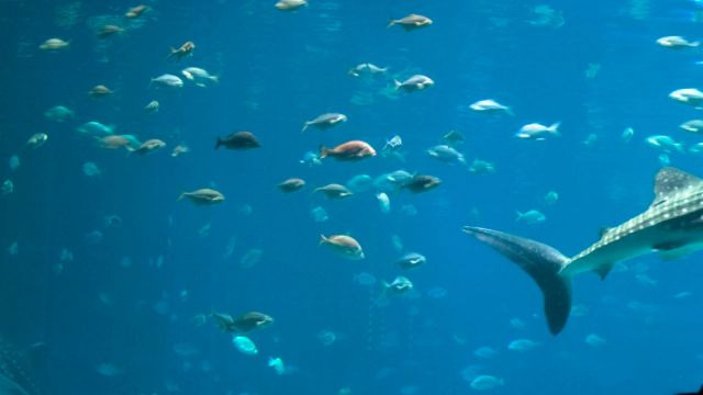 Snorkeling After Hours Tripsmarter Com