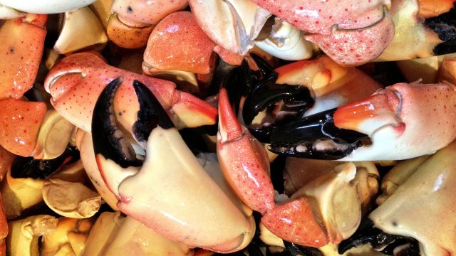 Stone Crab Season Stone Crab Season